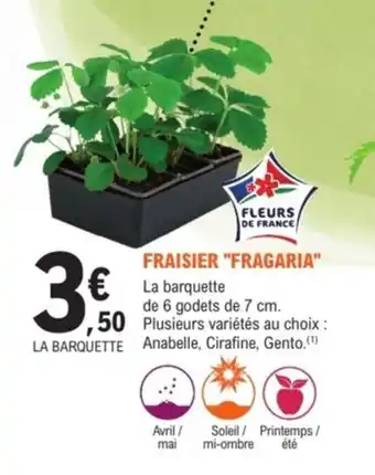 E.Leclerc Jardi Fraisier fragaria offre
