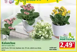 Norma Kalanchoe dans un sachet déco offre
