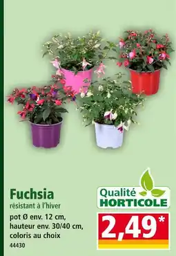 Norma Fuchsia offre