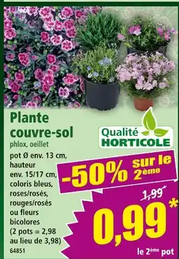 Norma Plante couvre-sol phlox, oeillet offre