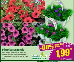 Norma Pétunia suspendu offre