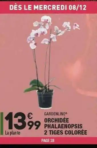 ALDI Orchidée Phalaenopsis 2 Tiges Colorée Gardenline offre
