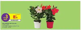 Intermarché Dipladenia Pot 10.5 Cm offre