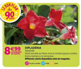 Delbard Dipladénia offre