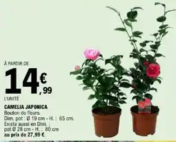 E.Leclerc Camelia japonica offre