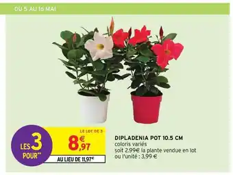 Intermarché Hyper Dipladenia Pot 10.5 Cm offre