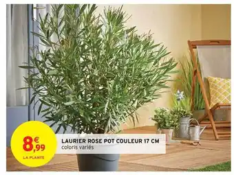 Intermarché Hyper Laurier Rose Pot Couleur 17 Cm offre