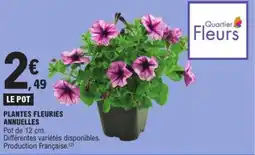 E.Leclerc Plantes fleuries annuelles offre