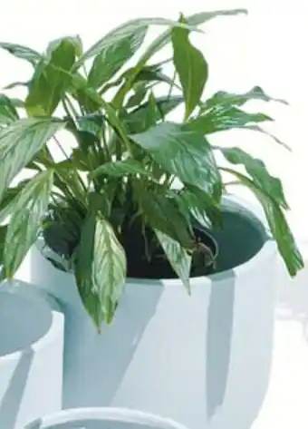 Gifi Cache pot offre