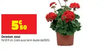 Bricorama Geranium zonal offre
