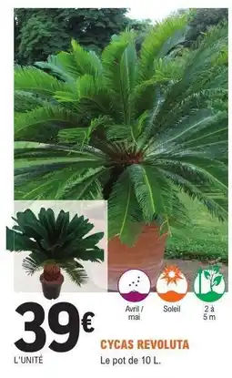 E.Leclerc Cycas Revoluta offre