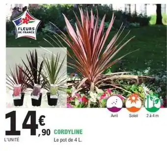E.Leclerc CORDYLINE offre