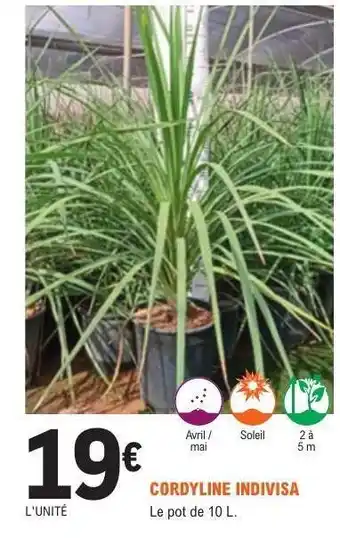 E.Leclerc CORDYLINE INDIVISA offre