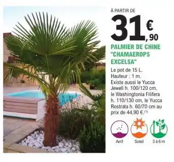 E.Leclerc PALMIER DE CHINE CHAMAEROPS EXCELSA offre