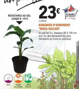 E.Leclerc BANANIER D'ORNEMENT 'MUSA BASJOO' offre