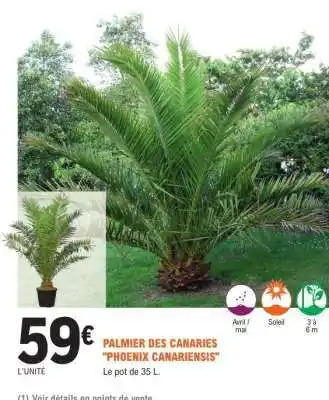E.Leclerc PALMIER DES CANARIES PHOENIX CANARIENSIS offre