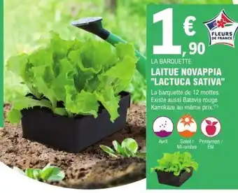 E.Leclerc LAITUE NOVAPPIA 'LACTUCA SATIVA' offre