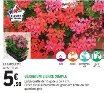 E.Leclerc Géranium lierre simple offre