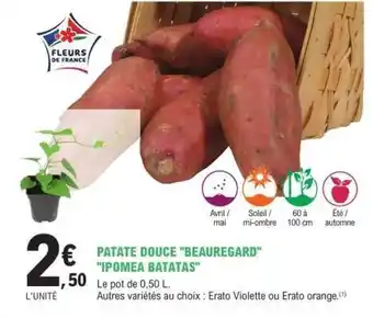 E.Leclerc PATATE DOUCE BEAUREGARD IPOMEA BATATAS offre