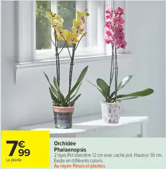 Carrefour Market Orchidée Phalaenopsis offre