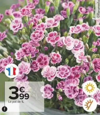 Carrefour Oeillet offre