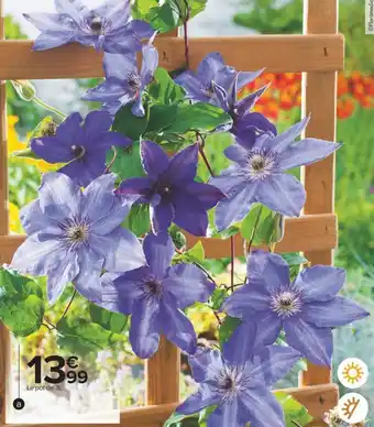 Carrefour Plantes grimpantes offre
