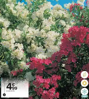 Carrefour Laurier rose offre