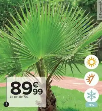 Carrefour Washingtonia robusta offre
