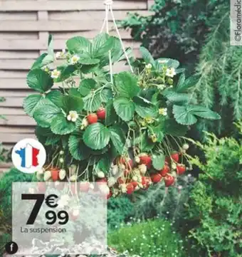 Carrefour Suspension de fraisiers offre