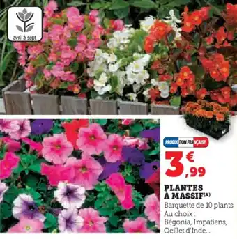 Hyper U Plantes à massif offre