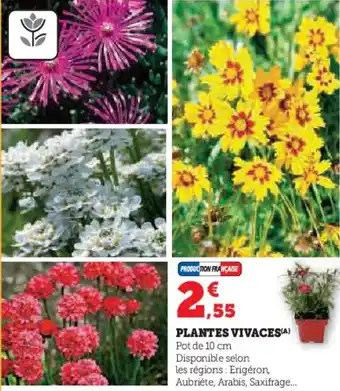 Hyper U Plantes vivaces offre