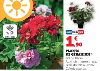 Hyper U Plants de géranium offre