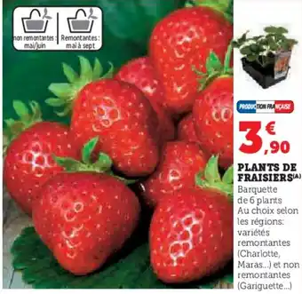 Hyper U Plants de fraisiers offre