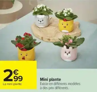 Carrefour Mini plante offre