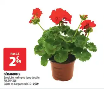 Auchan Geraniums offre