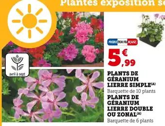 Super U Plants de géranium lierre simple offre