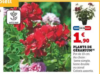 Super U Plants de Géranium offre