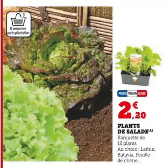 Super U Plants de salade offre