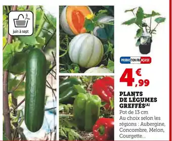 Super U Plants de légumes greffés offre