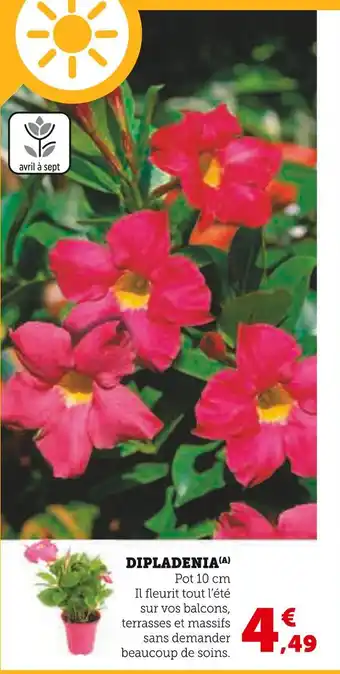 Super U Dipladenia offre