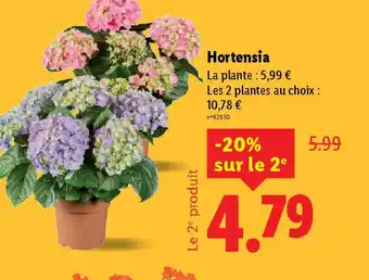 Lidl Hortensia offre
