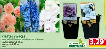 Norma Plantes vivaces offre