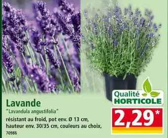 Norma Lavande Lavandula angustifolia offre