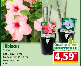 Norma Hibiscus Syriacus offre