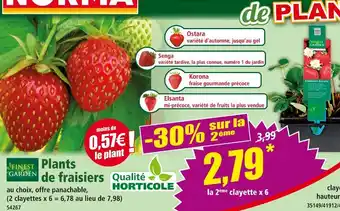 Norma Finest Garden Plants de fraisiers offre