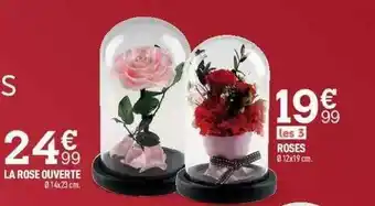 Centrakor La Rose Ouverte, Roses offre