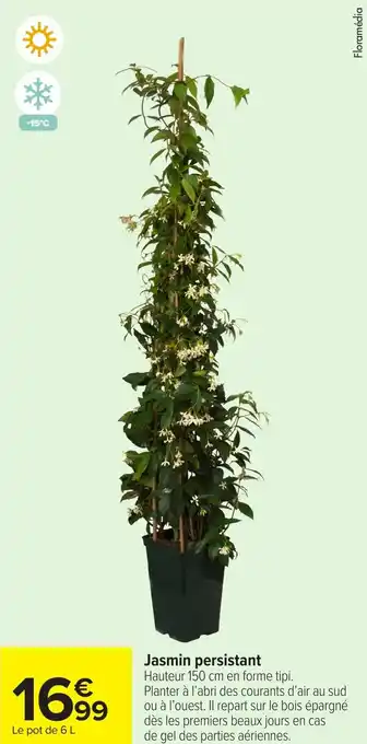 Carrefour Jasmin persistant offre