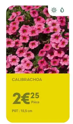 Ma Jardinerie Calibrachoa offre