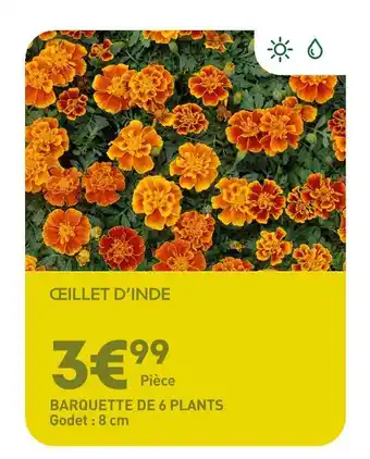 Ma Jardinerie Œillet d'Inde offre