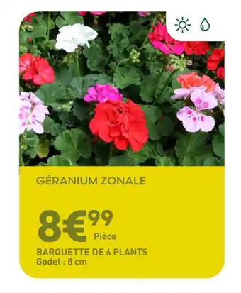 Ma Jardinerie Géranium Zonale offre